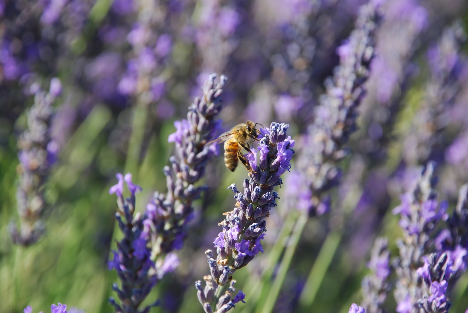 Natural Plants That Repel Mosquitoes