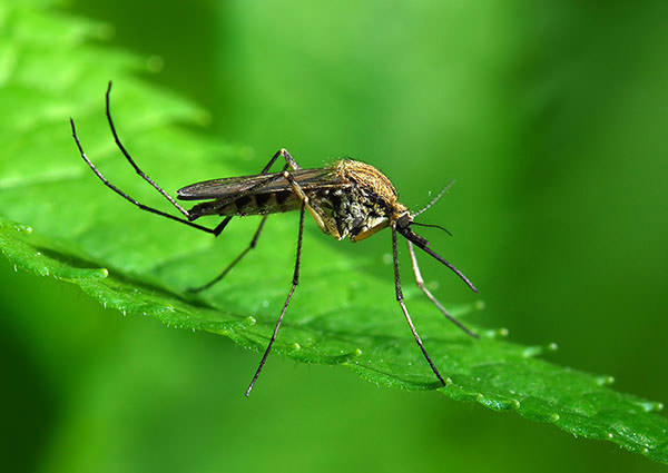 Human Scents That Attract Mosquitoes