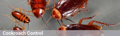 How to Repel Cockroaches in Your House?