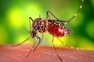 What Diseases Does the Mosquito Transmit?