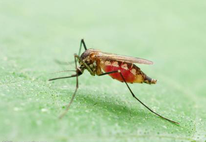 How to Clean the Mosquito Blood on the Sheet?